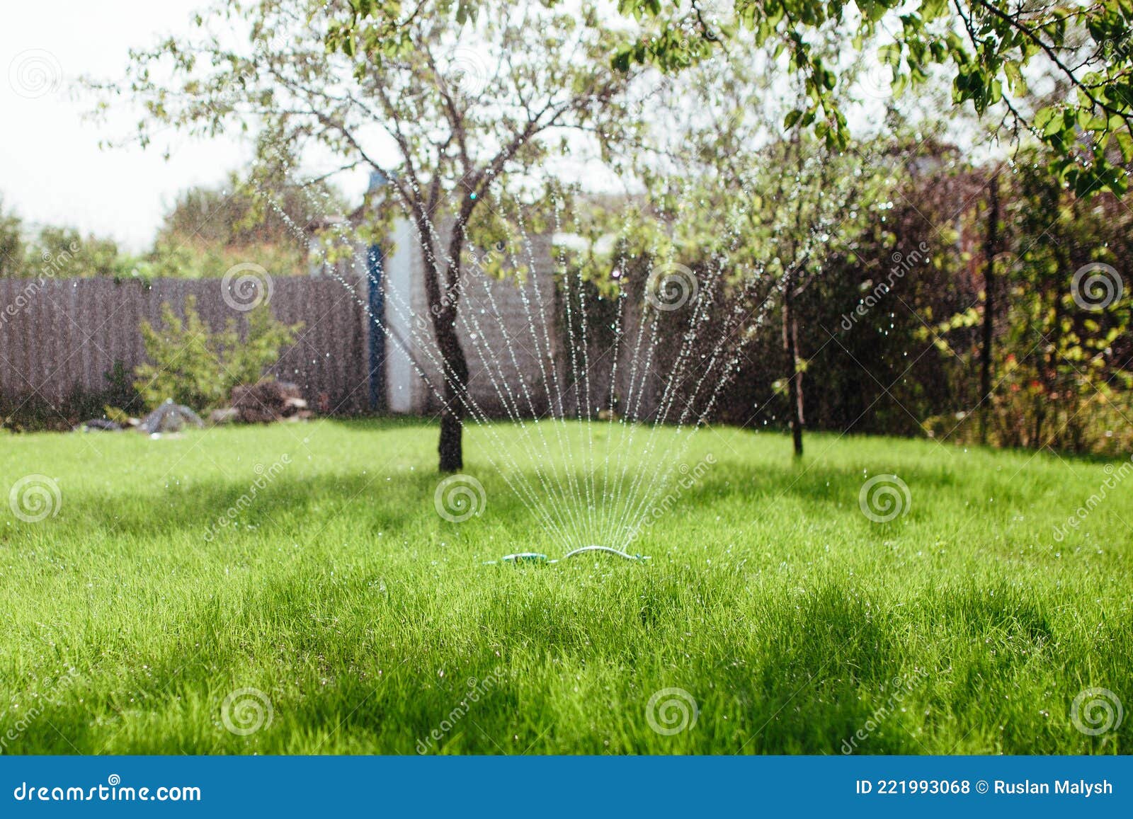 garden sprinkler irrigates the lawn, gardening and landscaping concept