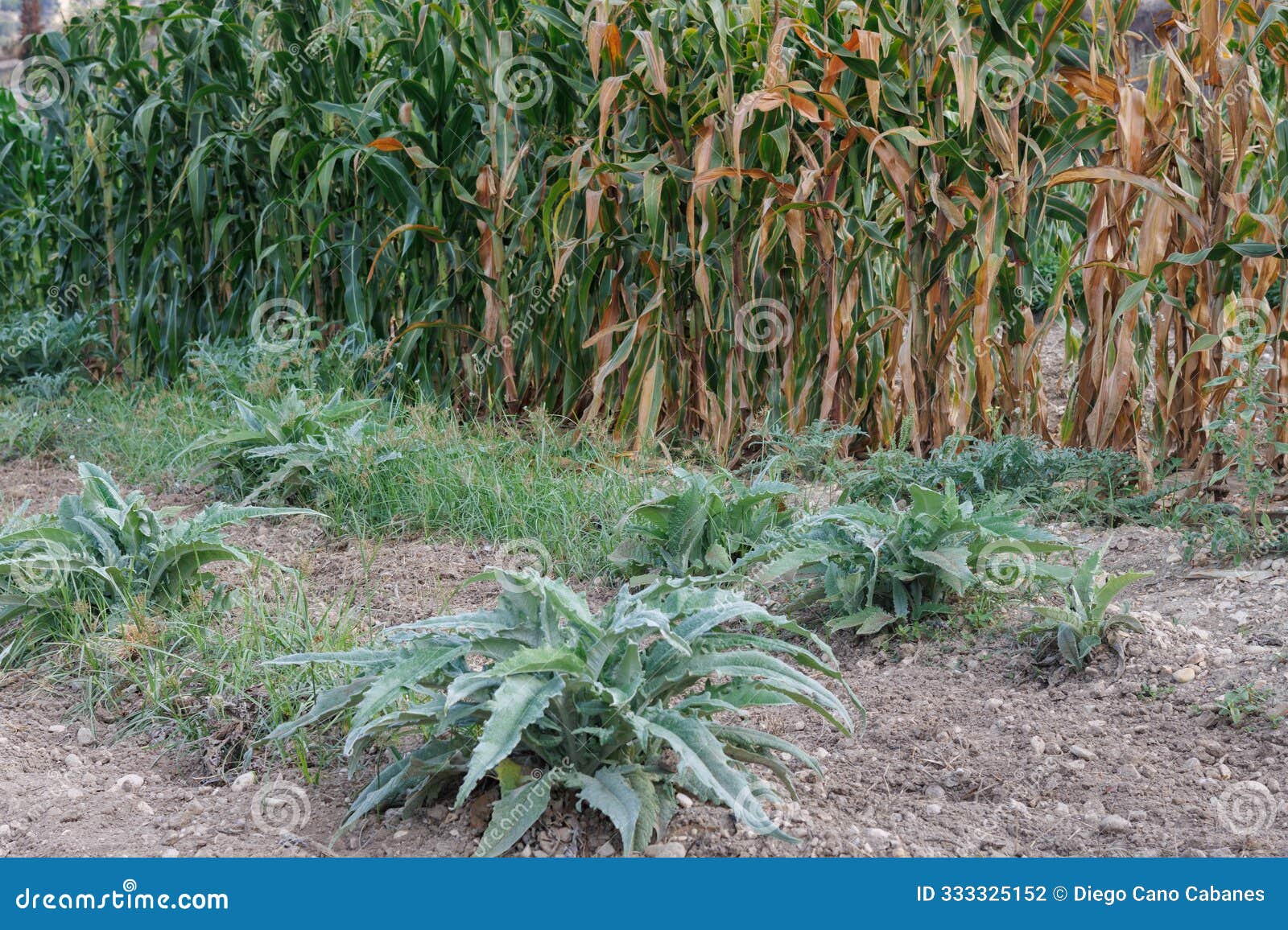 garden with stalks and corncobs in lorcha