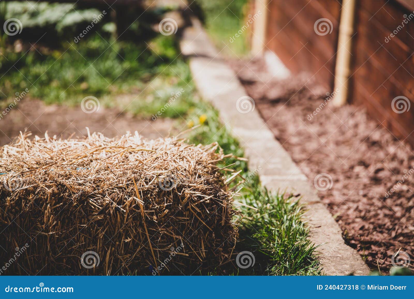 Garden with a Straw Bale, Mulch Alternative Stock Photo Image of mulch, person 240427318
