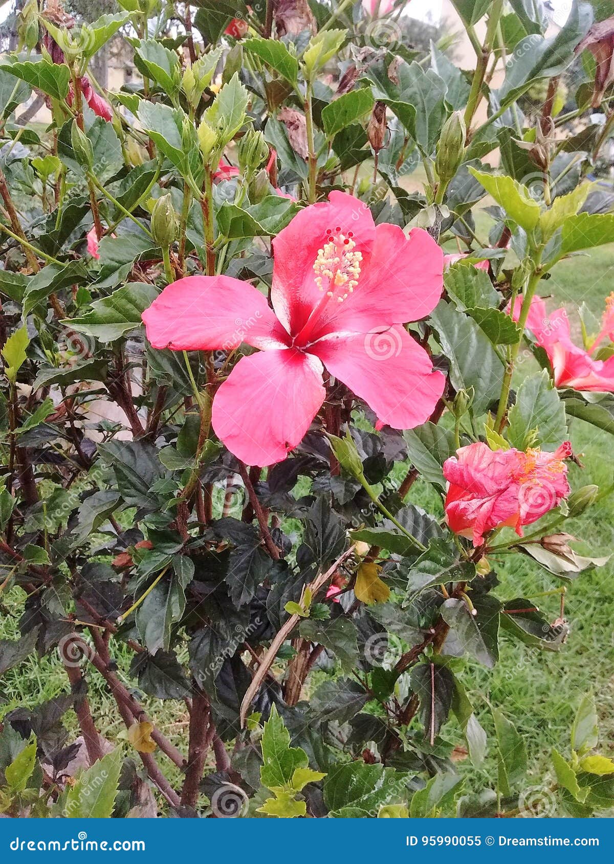 garden street bogota hibisco