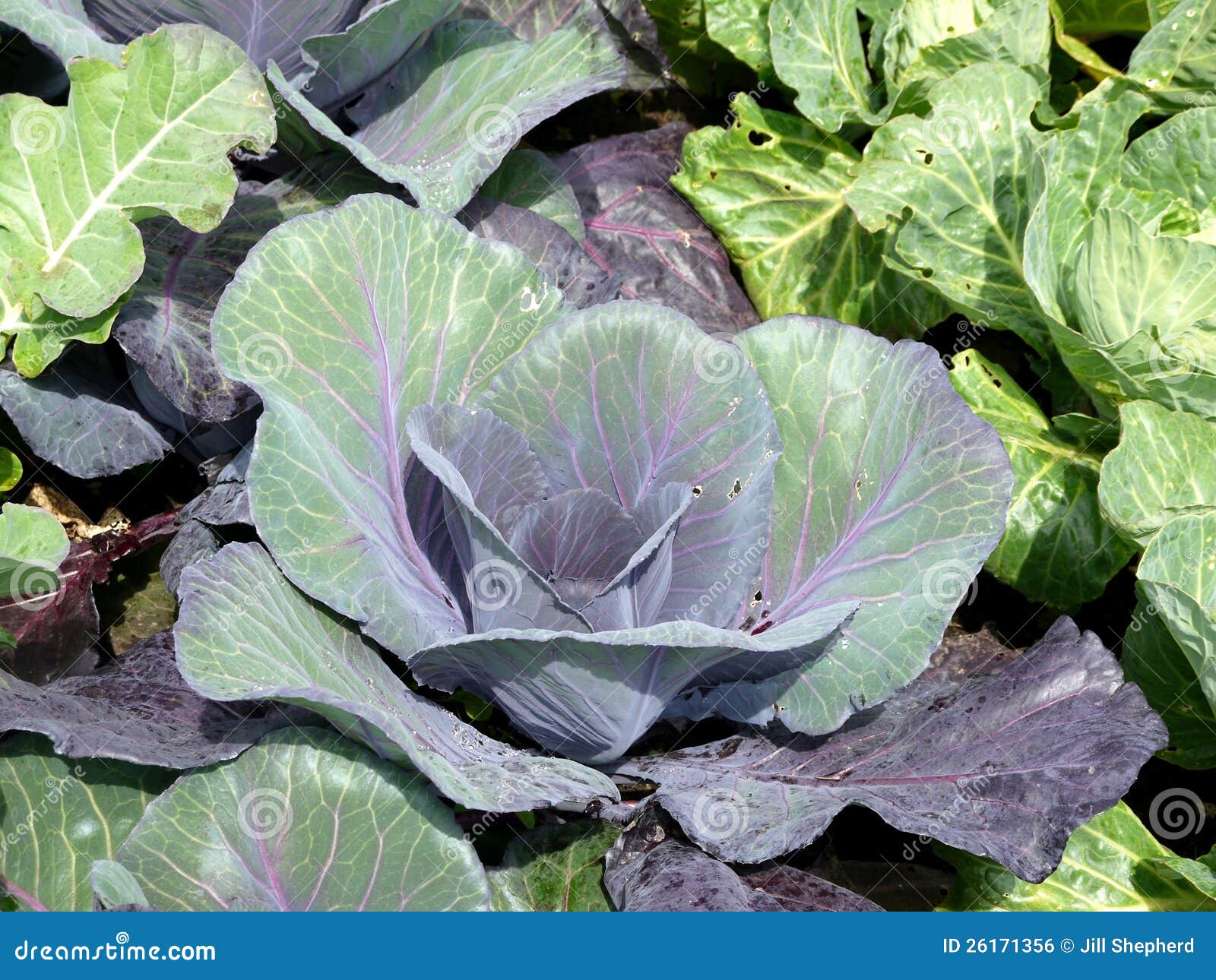 vegetable garden: sunlit red cabbage