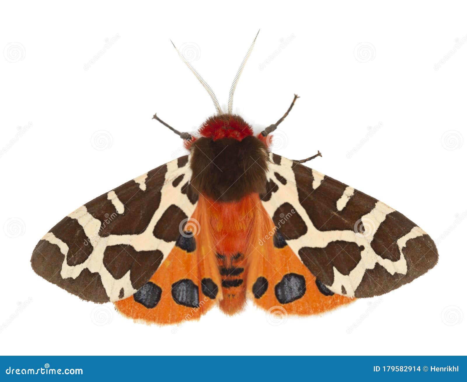 garden tiger moth, arcrtia caja  on white background