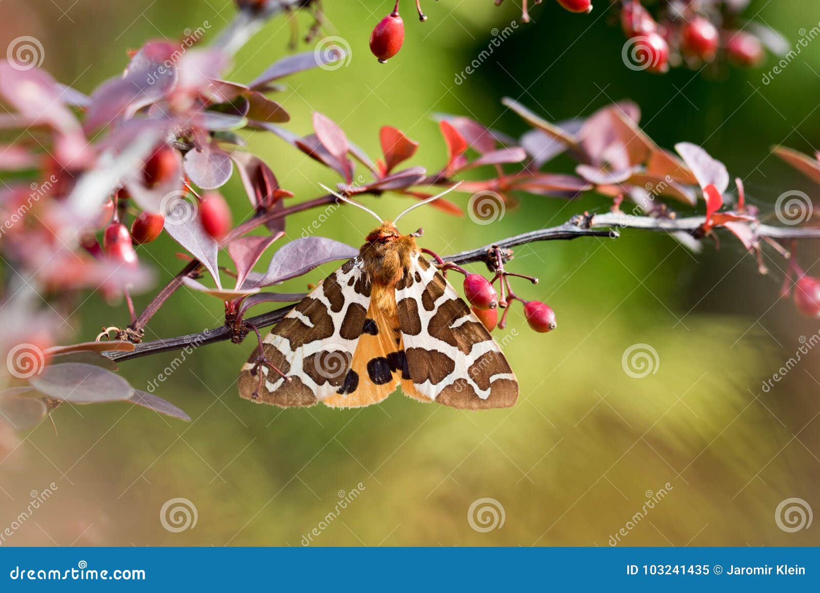 garden tiger moth arctia caja on the bush
