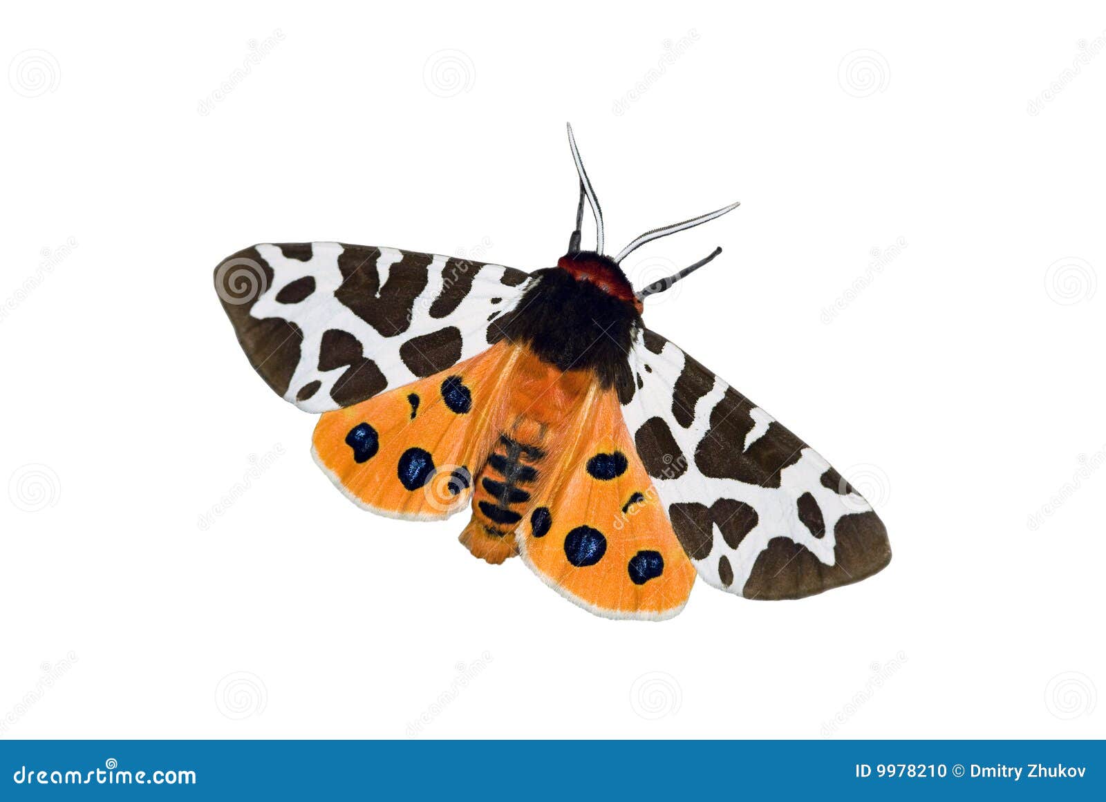 Garden Tiger Moth Over White Stock Photo Image Of Brown