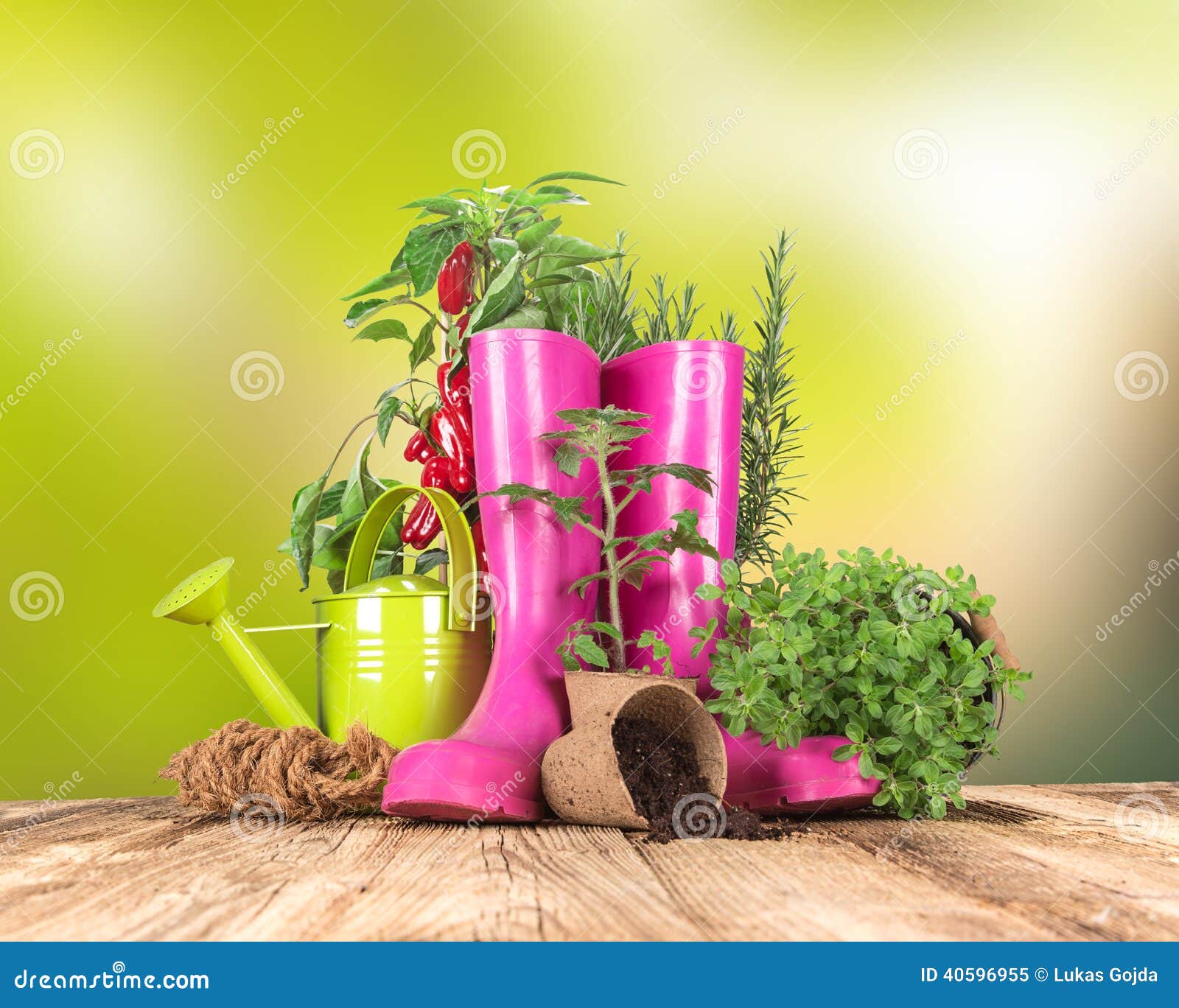 Garden Tools with Fresh Plants Stock Image Image of botany, equipment 40596955
