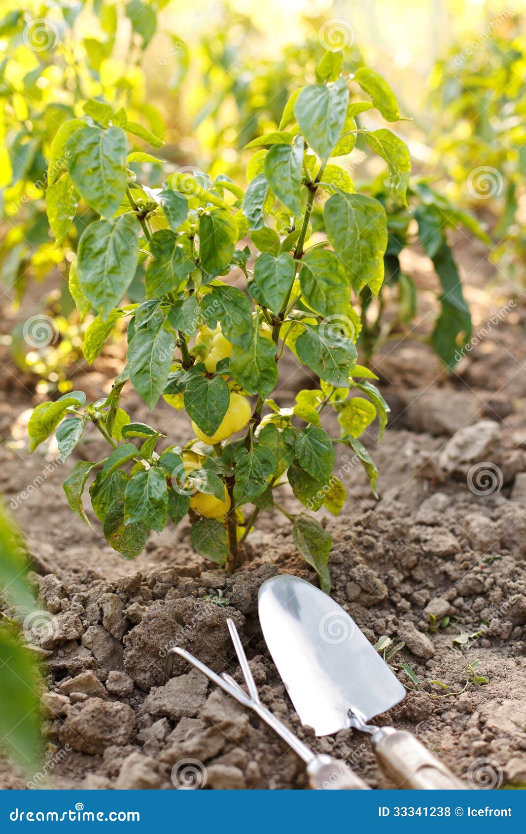 Garden Tools Near Bell Pepper Plant Stock Photo Image of pepper, rake