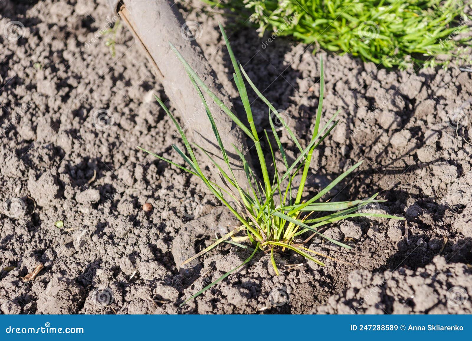 Garden Tools. the Pitchfork is Digging the Ground. Weeds in the Ground