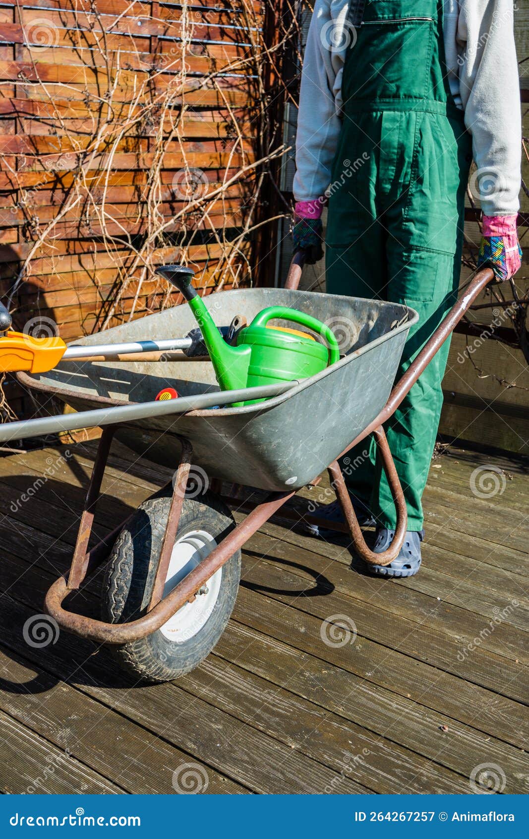 Garden Tools in a Wheelbarrow Stock Image Image of shovel, hobbies
