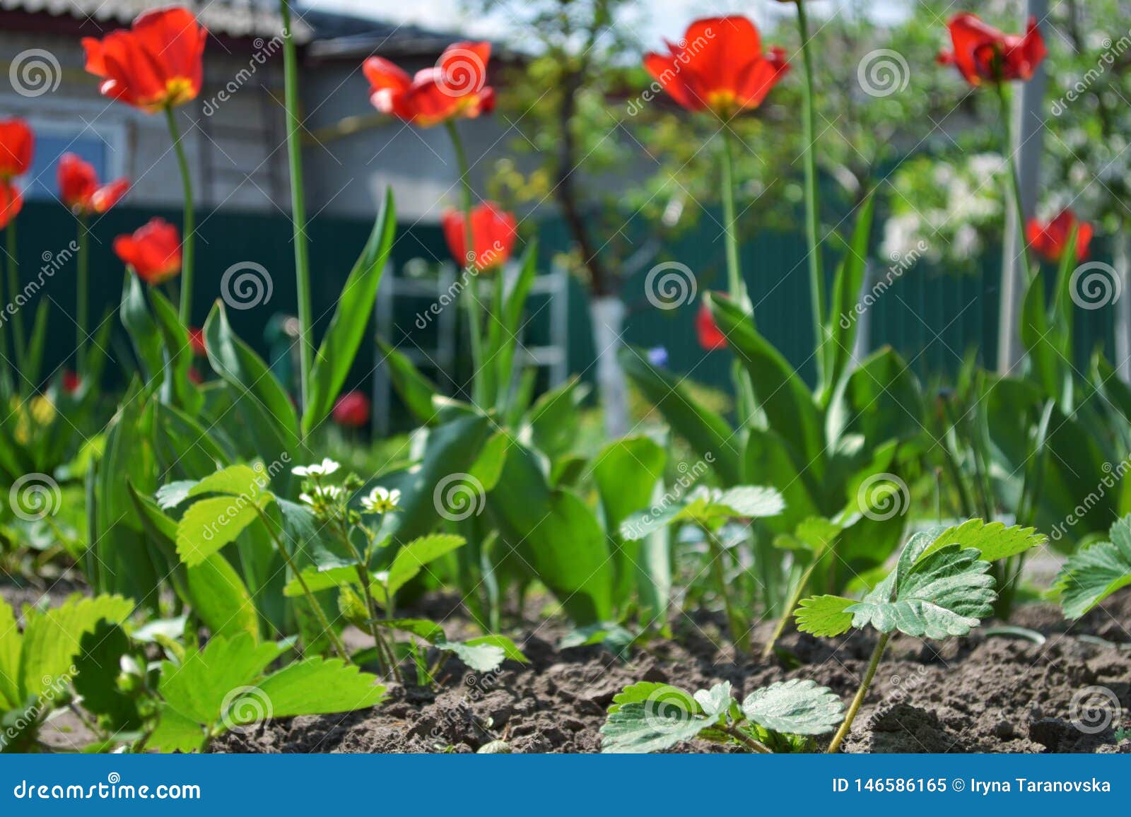 Garden with Tulips and Strawberries, View from Ground Level Stock Image