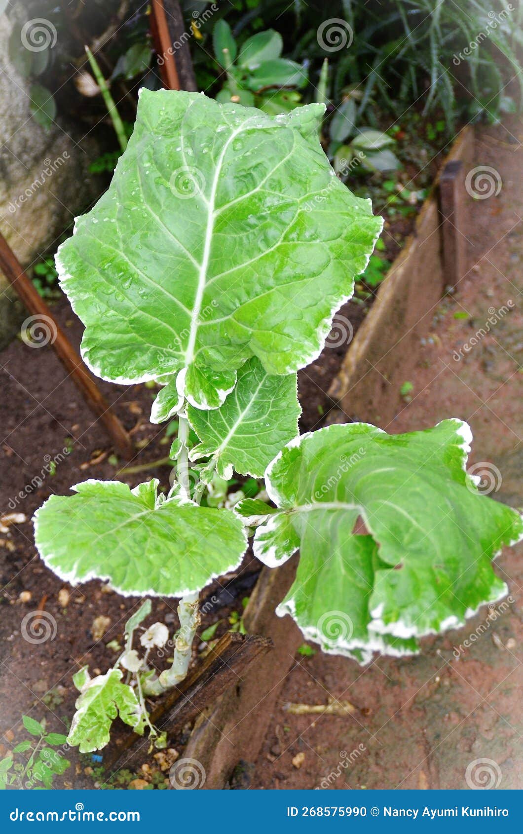 in the garden the variegated cabbage growing