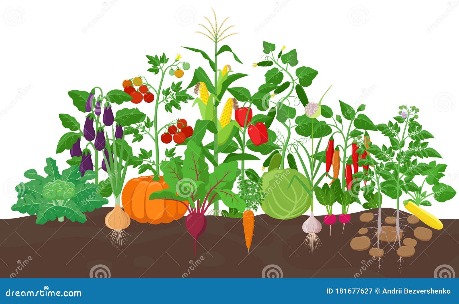 garden with vegetable plants growing in the garden -  flat , group of vegetable plants in soil