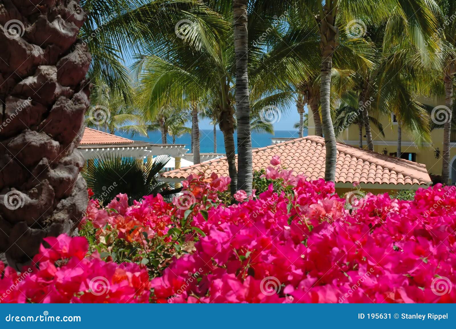 Garden View of Rooftops in Cabo San Lucas, Mexico Stock Image Image