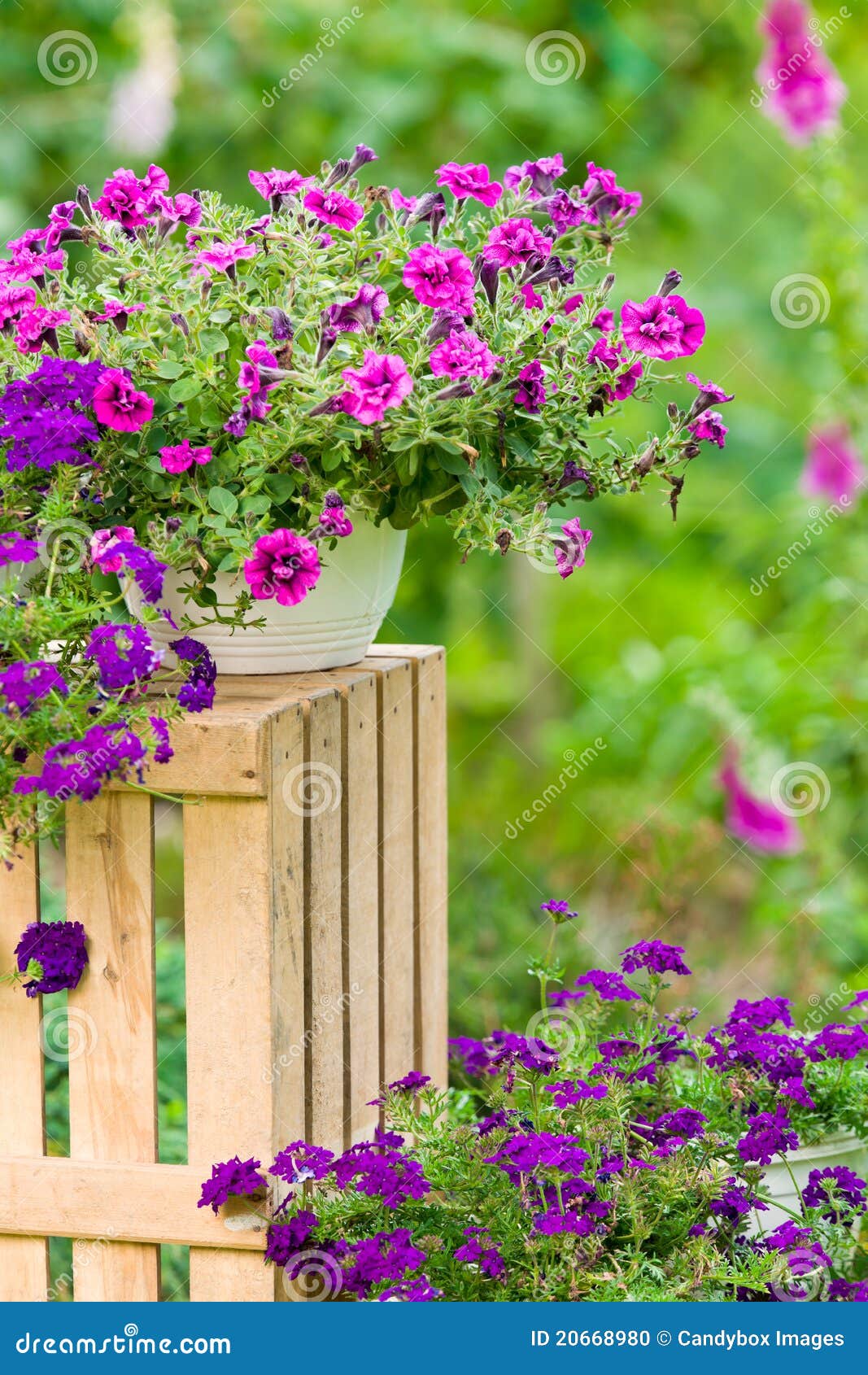 Garden Violet Flower in Pot Standing Crate Stock Photo Image of
