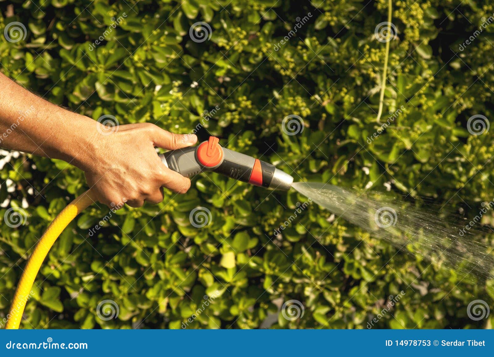 Garden Watering with Nozzle Stock Image Image of shower, gardener