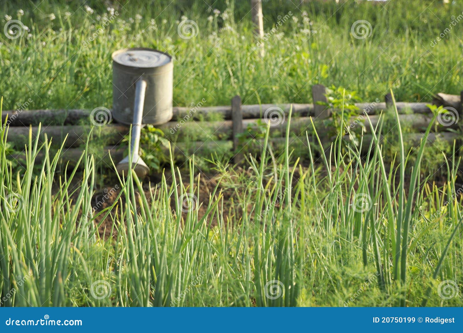 Garden Watering Parsley Leek Farm Stock Image Image of outdoor