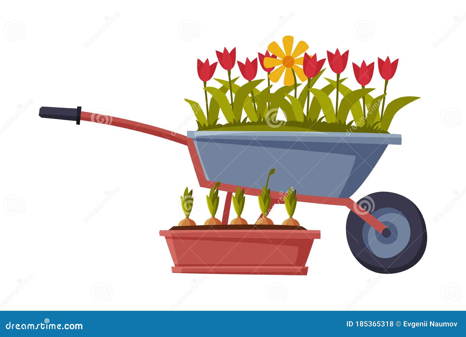 Garden Wheelbarrow with Tulip Flowers Flat Style Vector Illustration on ...