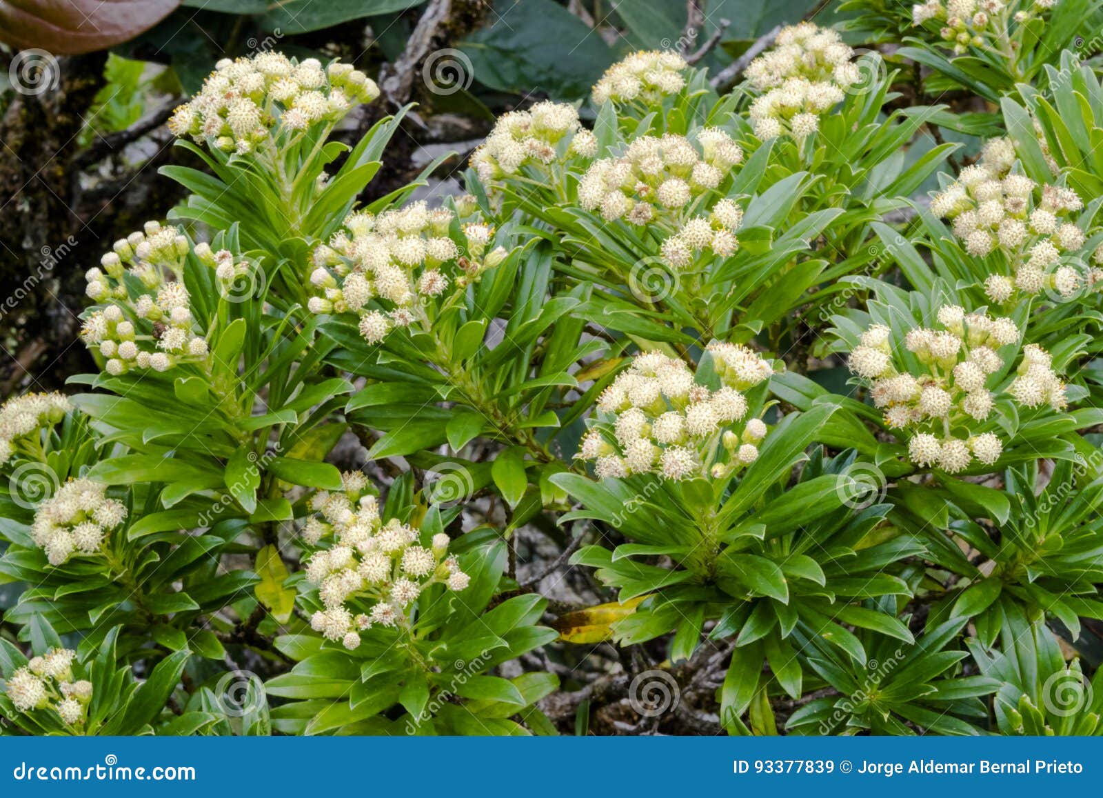 Garden with White Flowers and Leaves Stock Image Image of bunch