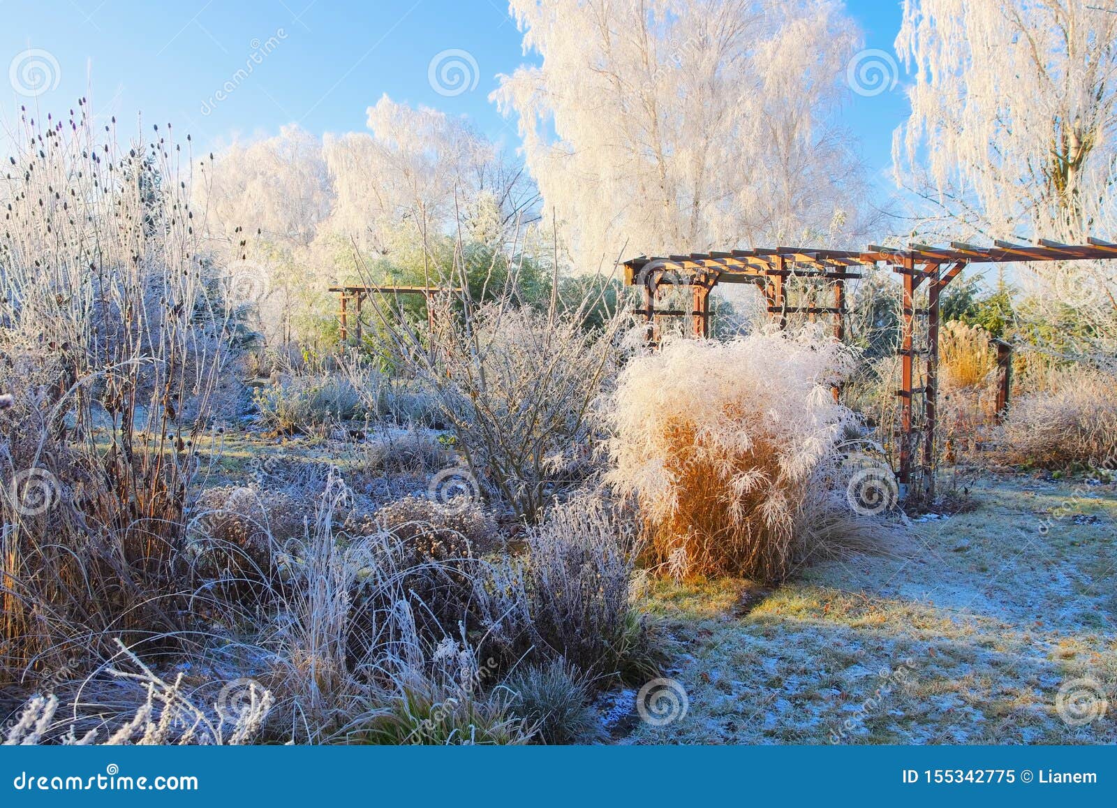 garden in winter with hoarfrost on a cold day