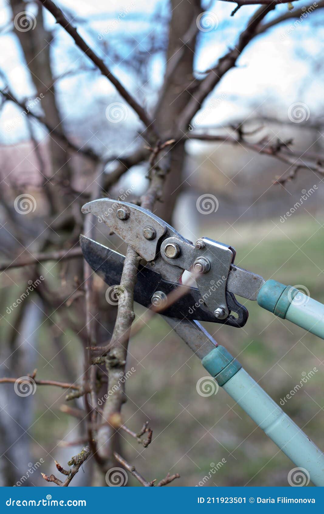 Gardener Doing Maintenance Work, Pruning Trees Stock Image Image of