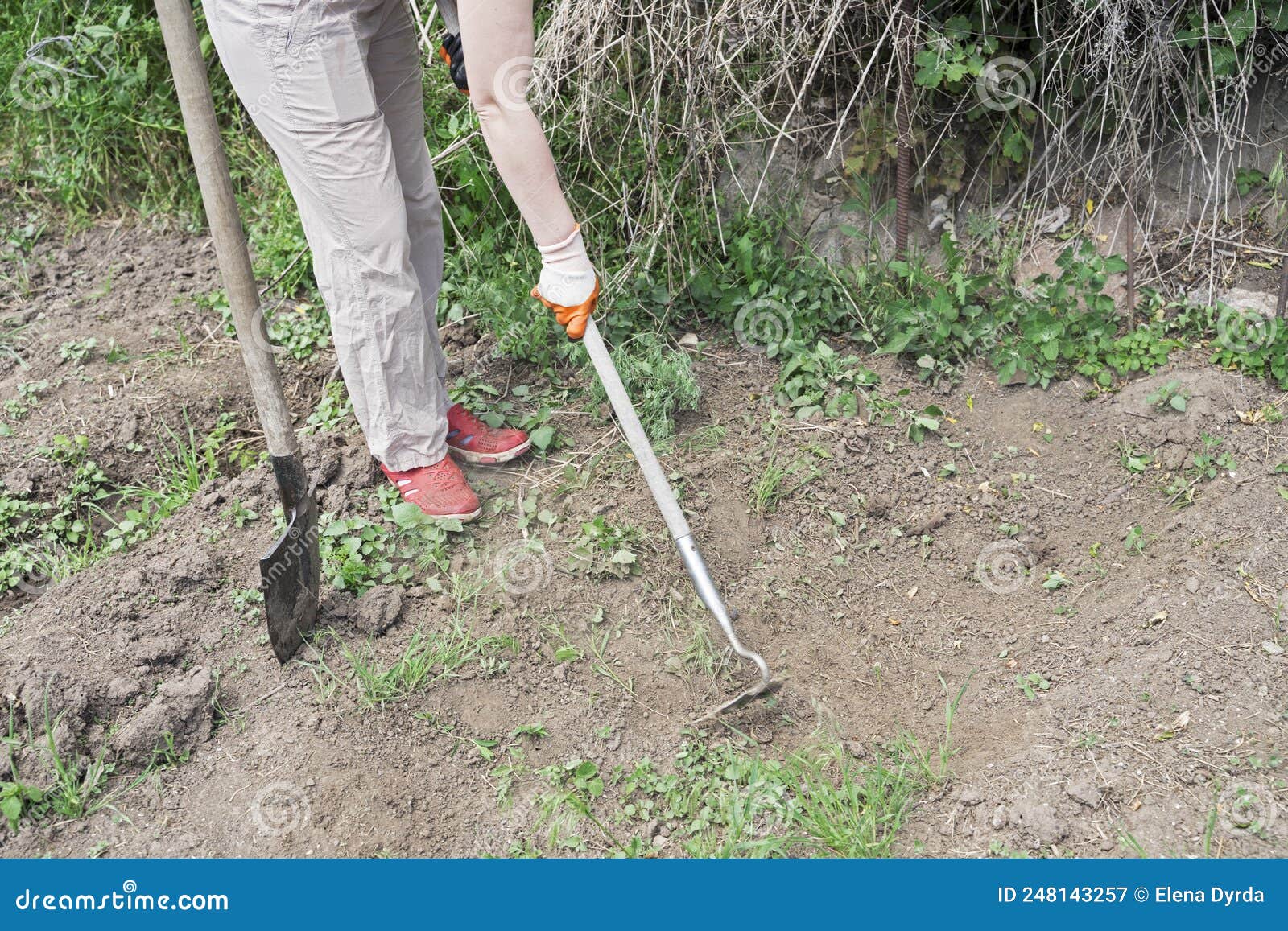 Garden Work, Cutting Grass with a Hoe Stock Image - Image of background ...