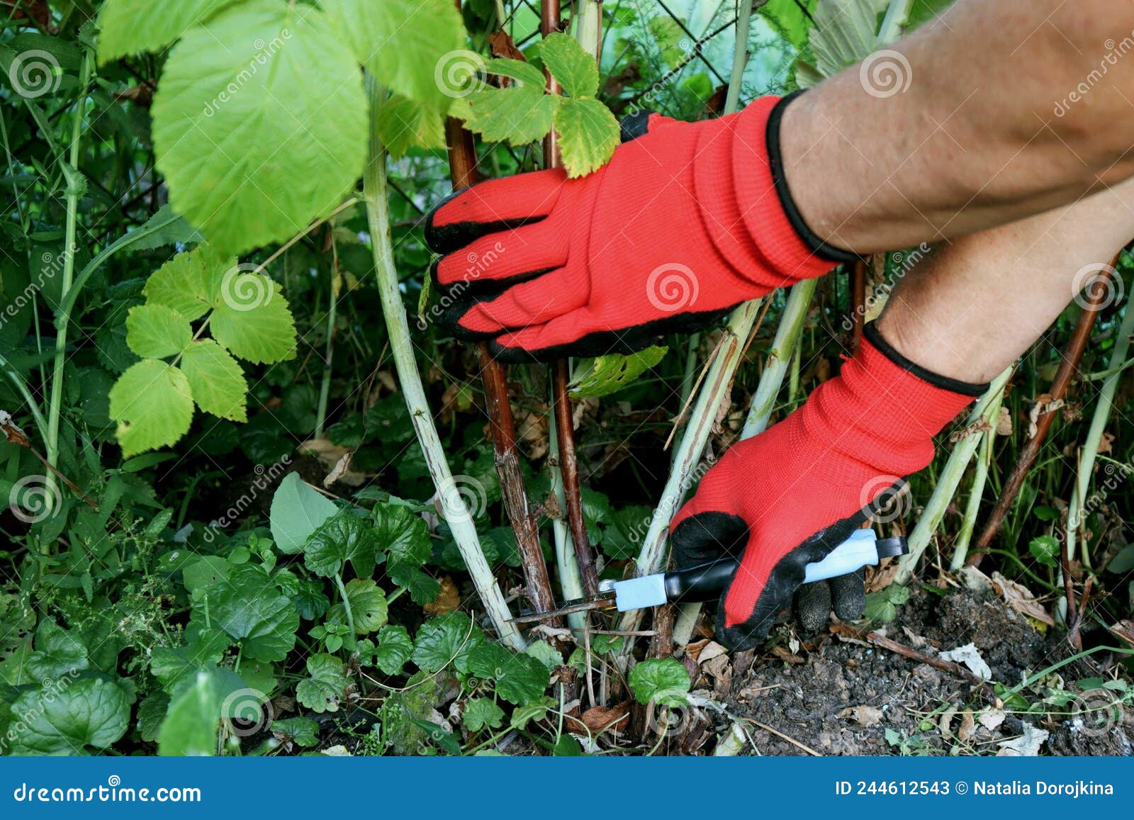 Garden Work. Pruning Raspberry Bushes Stock Image Image of