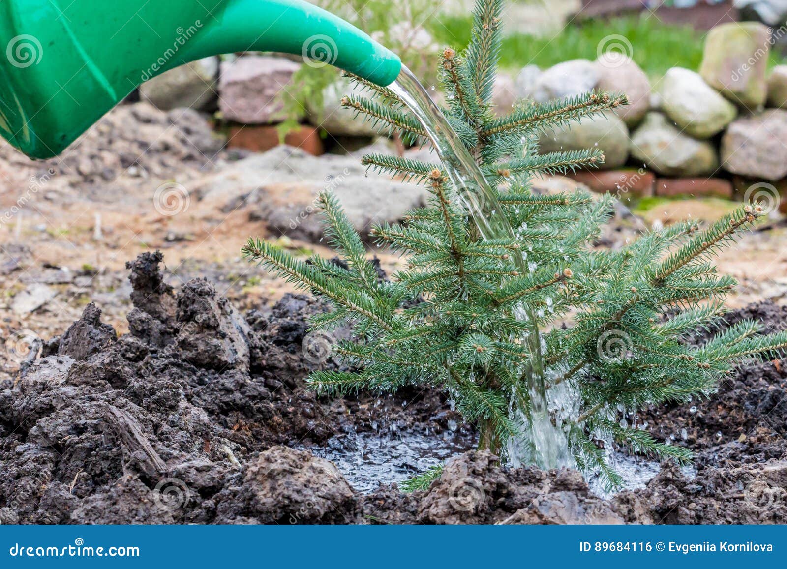 A Garden Worker Waters a Young Blue Spruce Tree Stock Photo Image of