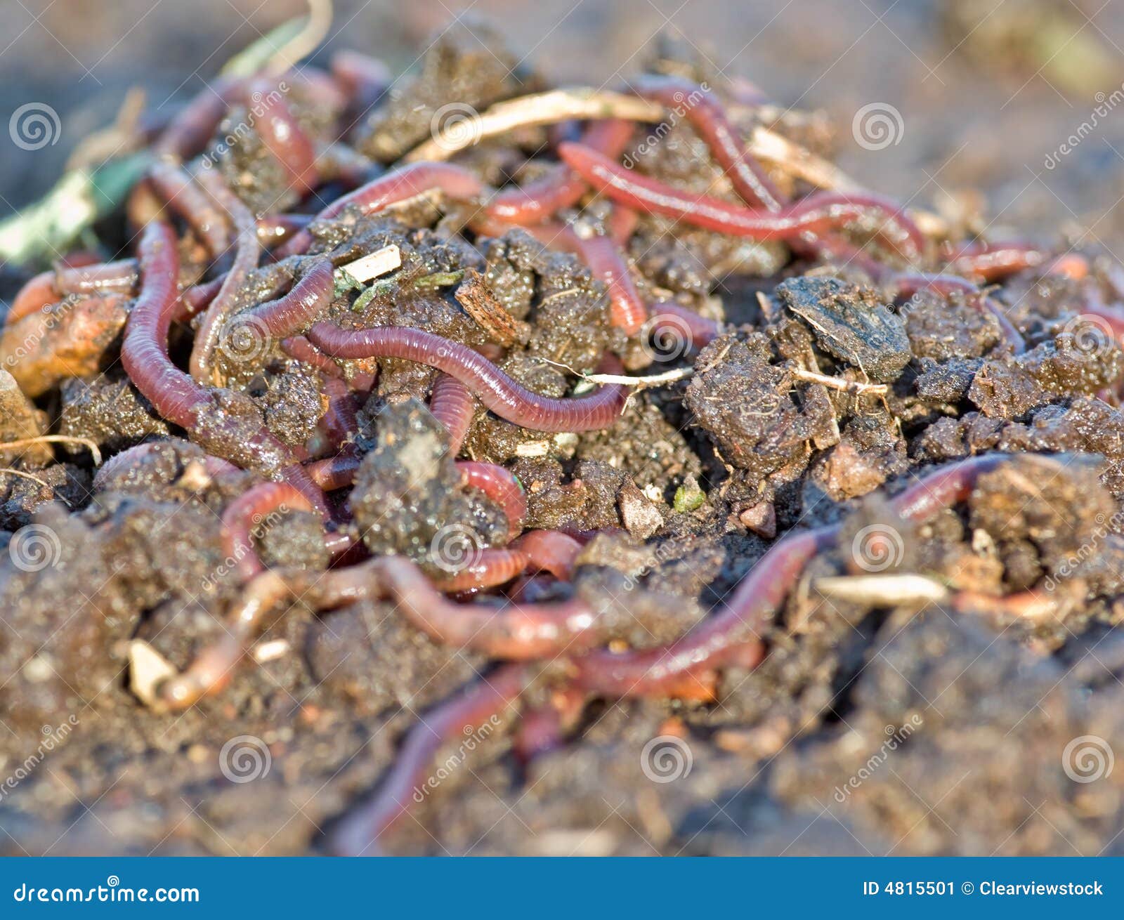 Garden Worms Stock Image Image Of Organic Garden Dirt 4815501