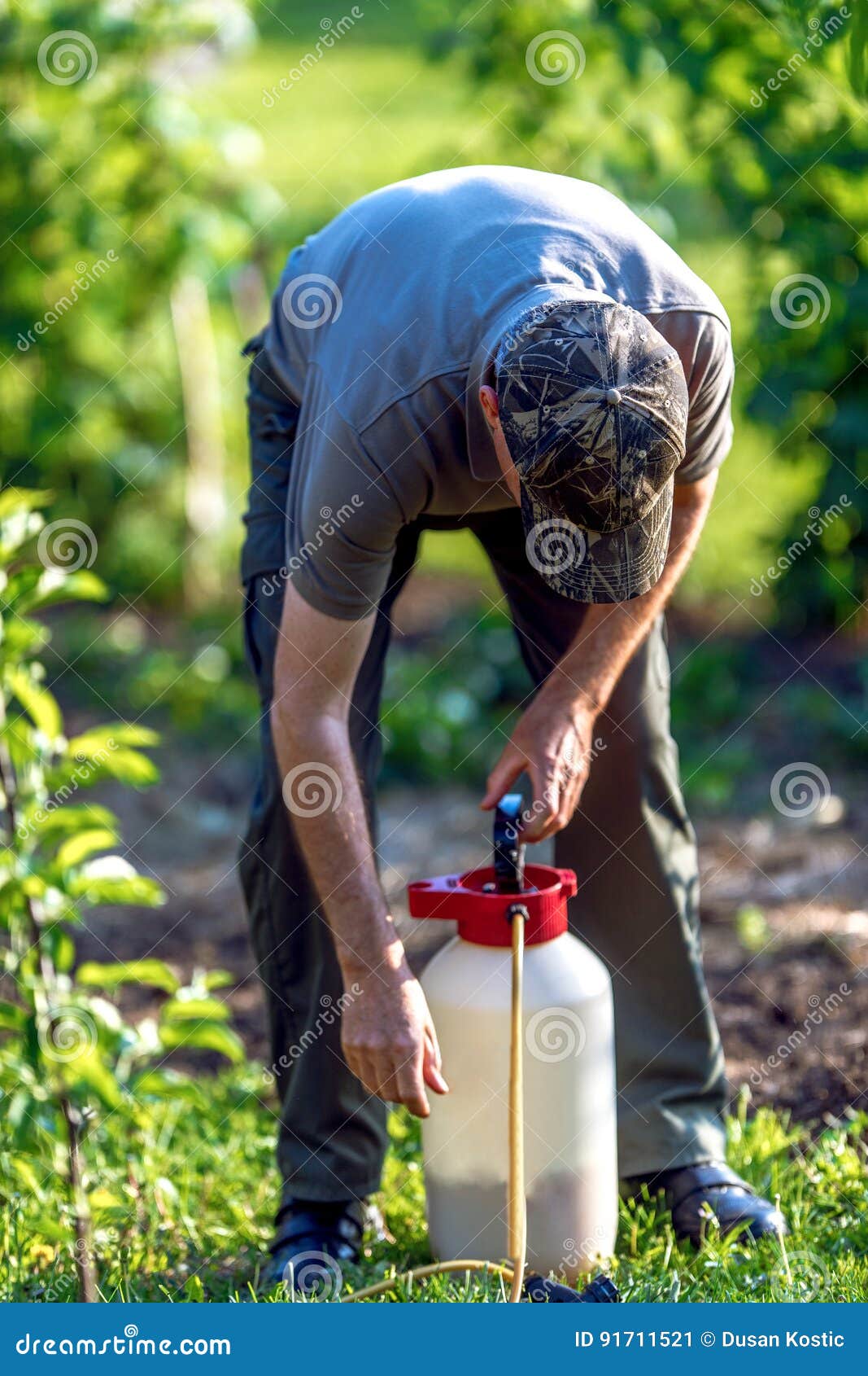 gardener applying an insecticide fertilizer to his fruit shrubs
