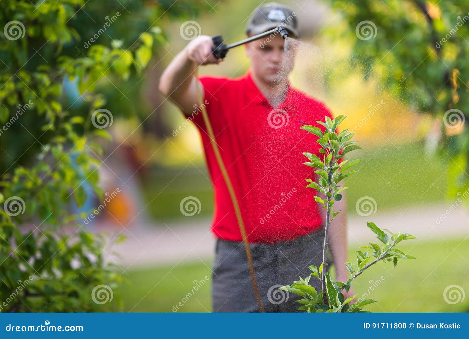 Gardener Applying an Insecticide Fertilizer To His Fruit Shrubs Stock
