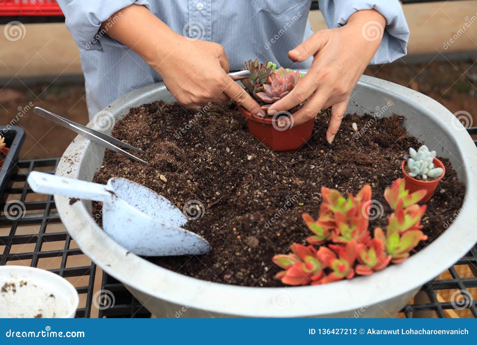 gardener is arranging young succulent plant for potting into a new decorative container