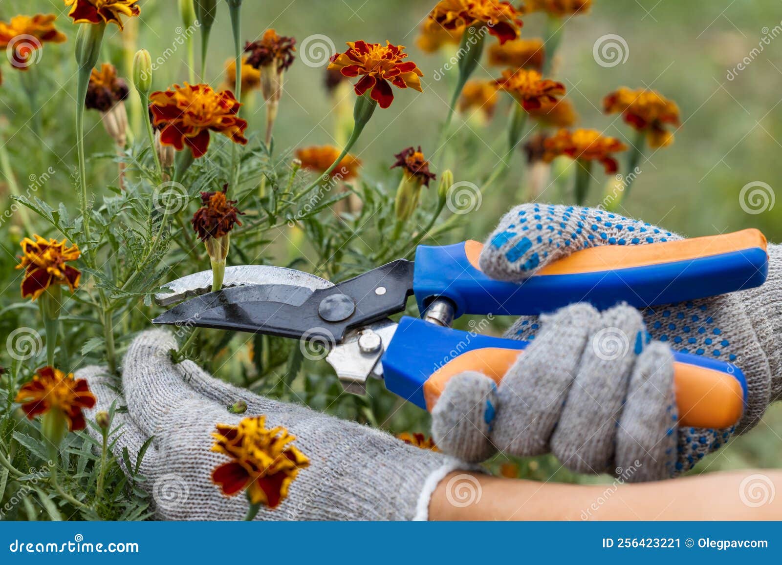 A Gardener Cuts a Dry Stem of a Flower with Scissors Stock Image