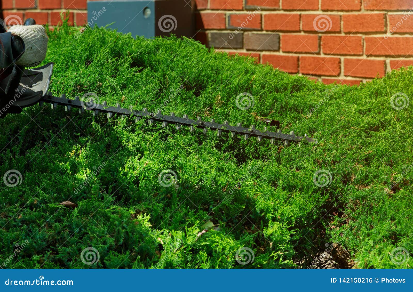 Gardener Cuts a Hedge with a Hedge Trimmer Stock Photo Image of pruning, outdoors 142150216