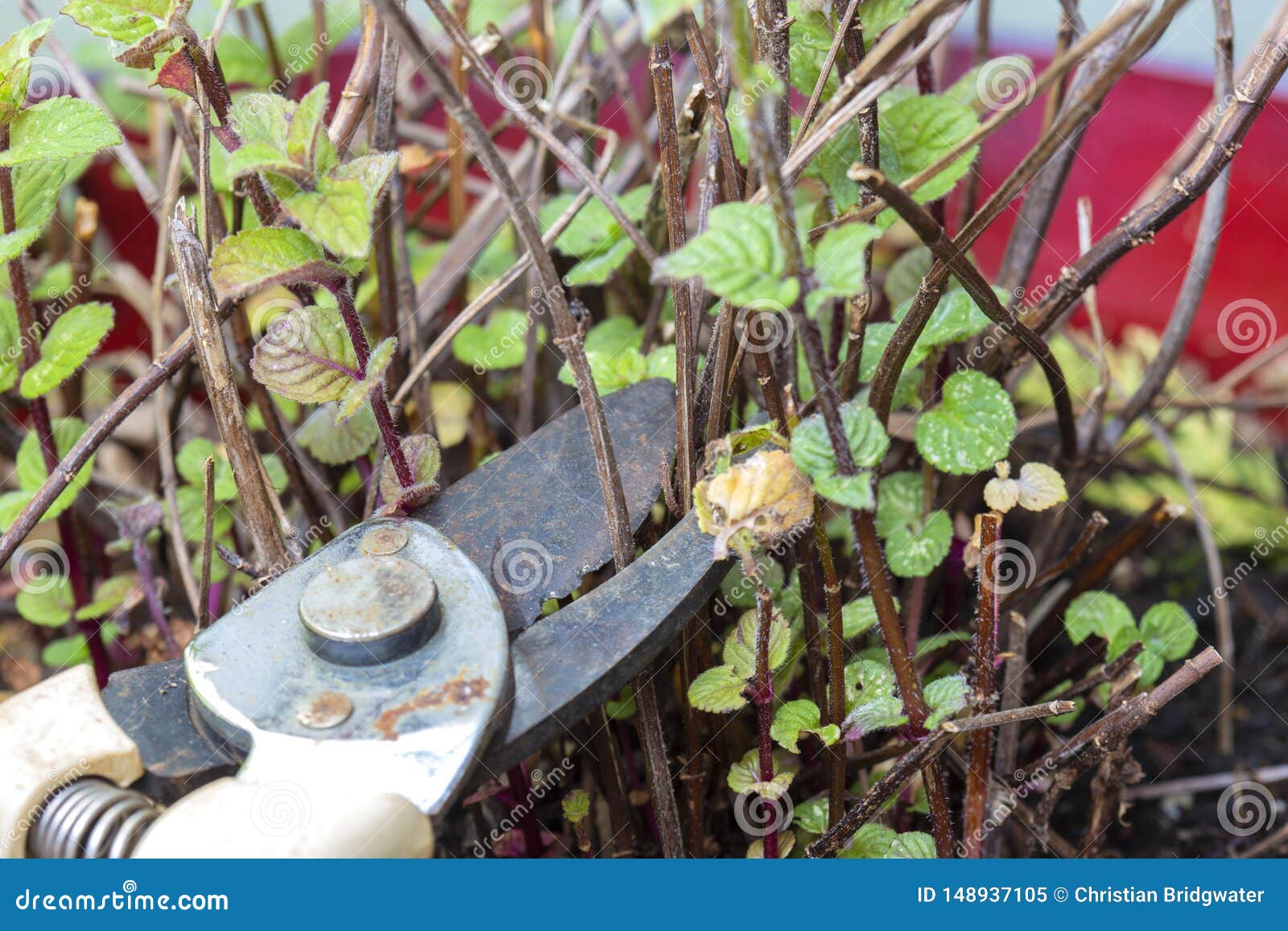 Gardener Cutting Pruning Dead Twigs from a Mint Plant, Using Secateurs
