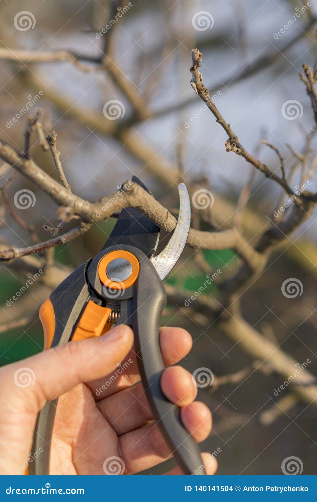 A Gardener is Cutting the Tree in Springtime. Pruning with Pruning