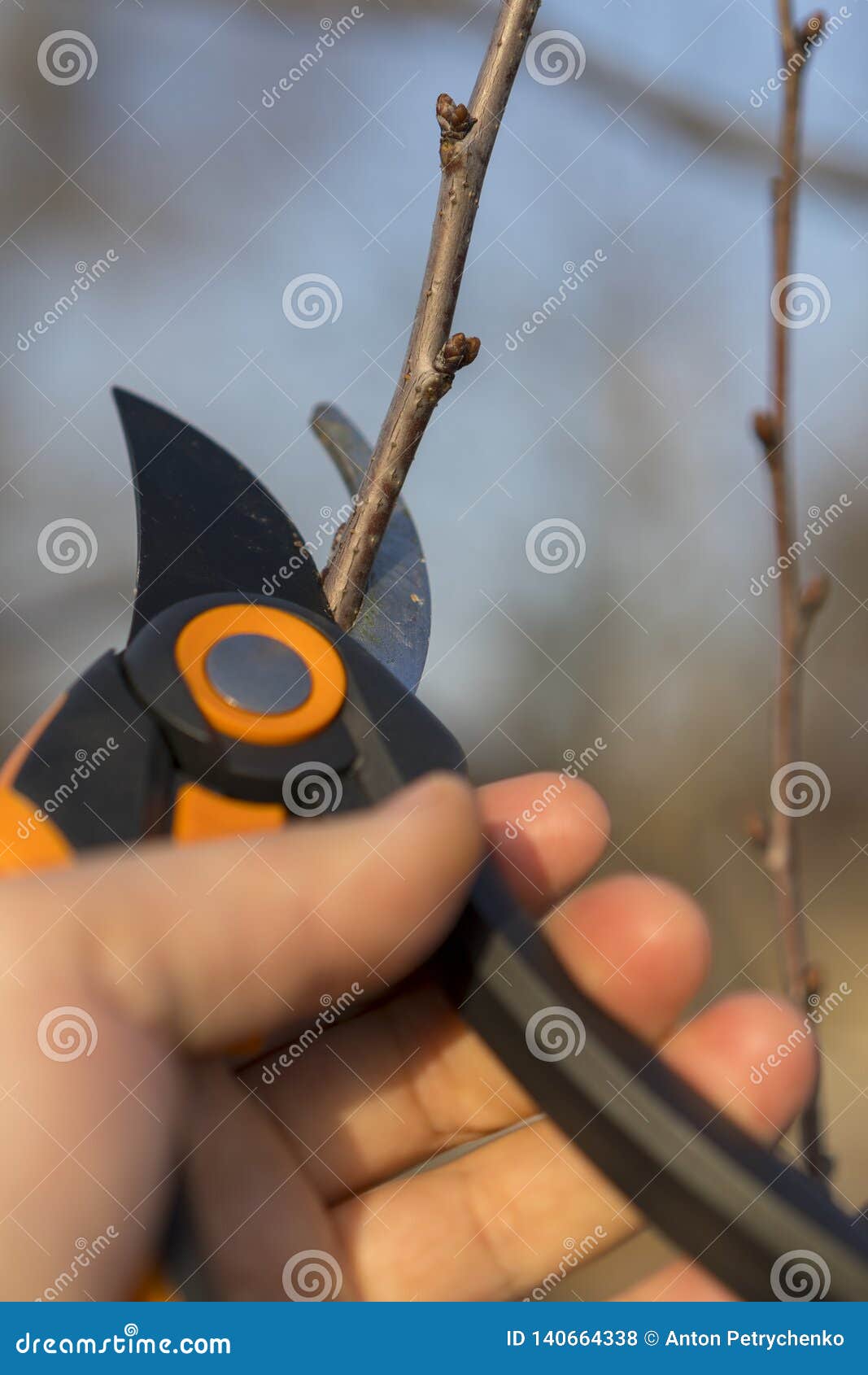 A Gardener is Cutting the Tree in Springtime. Pruning with Pruning