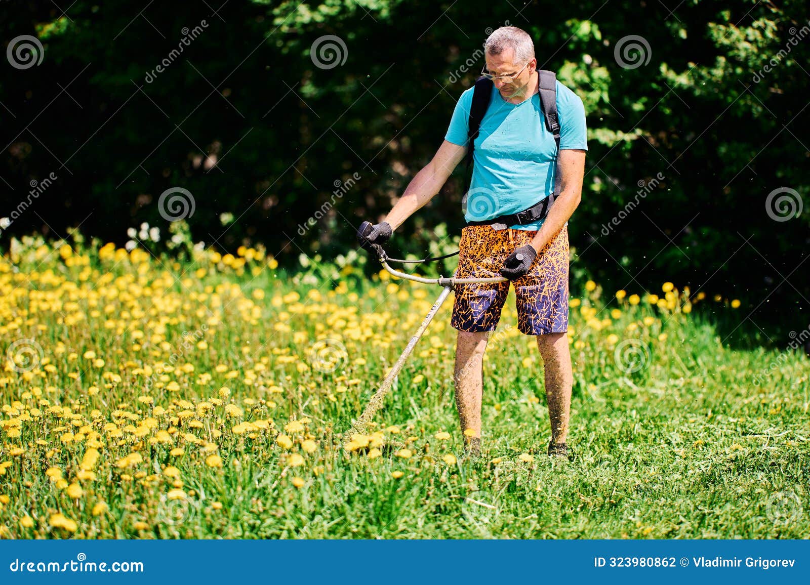 farmer chopping blooming dandelions in his field with gas powered string weed wacker trimmer