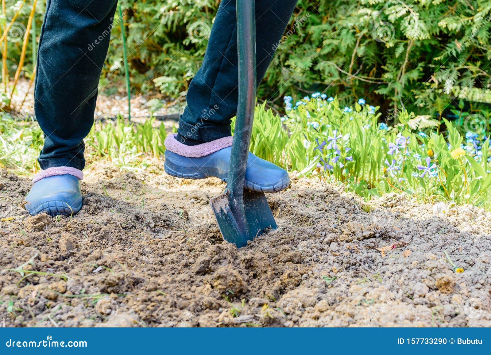 Gardener Digging the Earth Over with a Garden Spade To Cultivate the