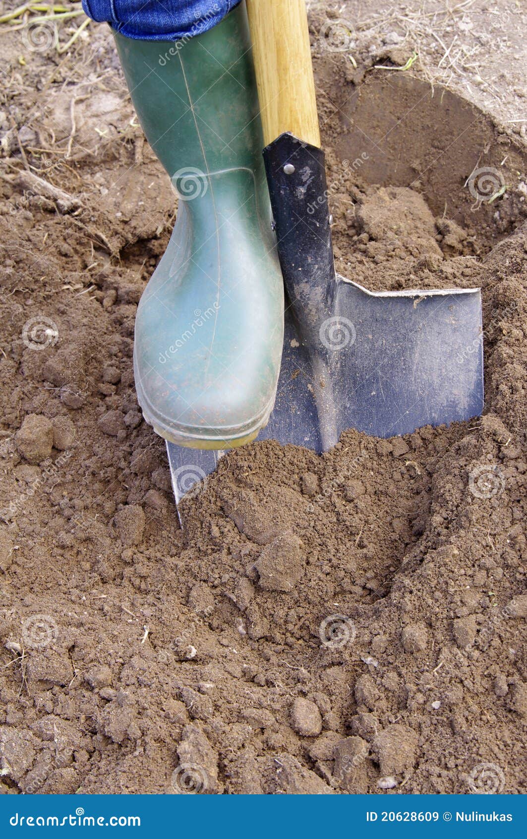 Gardener Digging with Garden Spade Stock Image Image of person, space