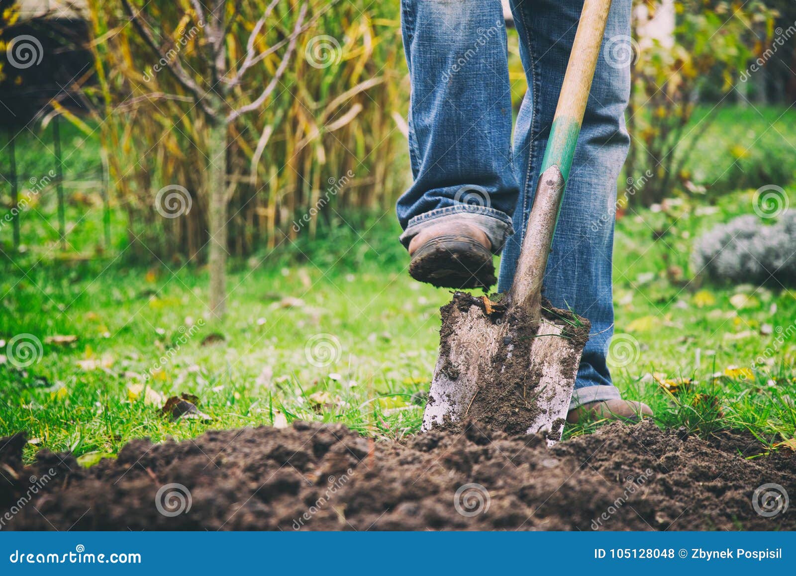 gardener digging in a garden with a spade