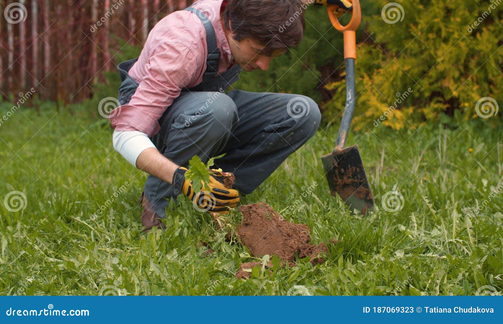 Gardener Digging Ground on a Lawn in the Yard Stock Image - Image of ...