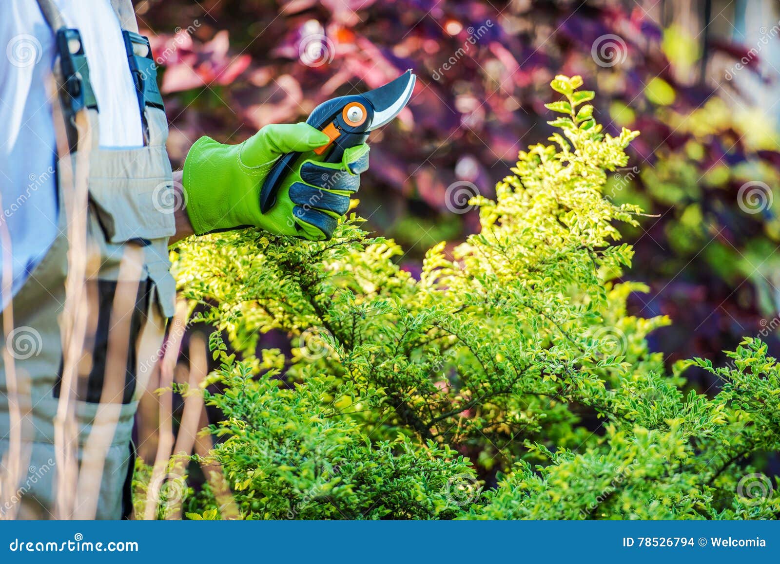 Gardener with Garden Snips stock photo. Image of plant 78526794