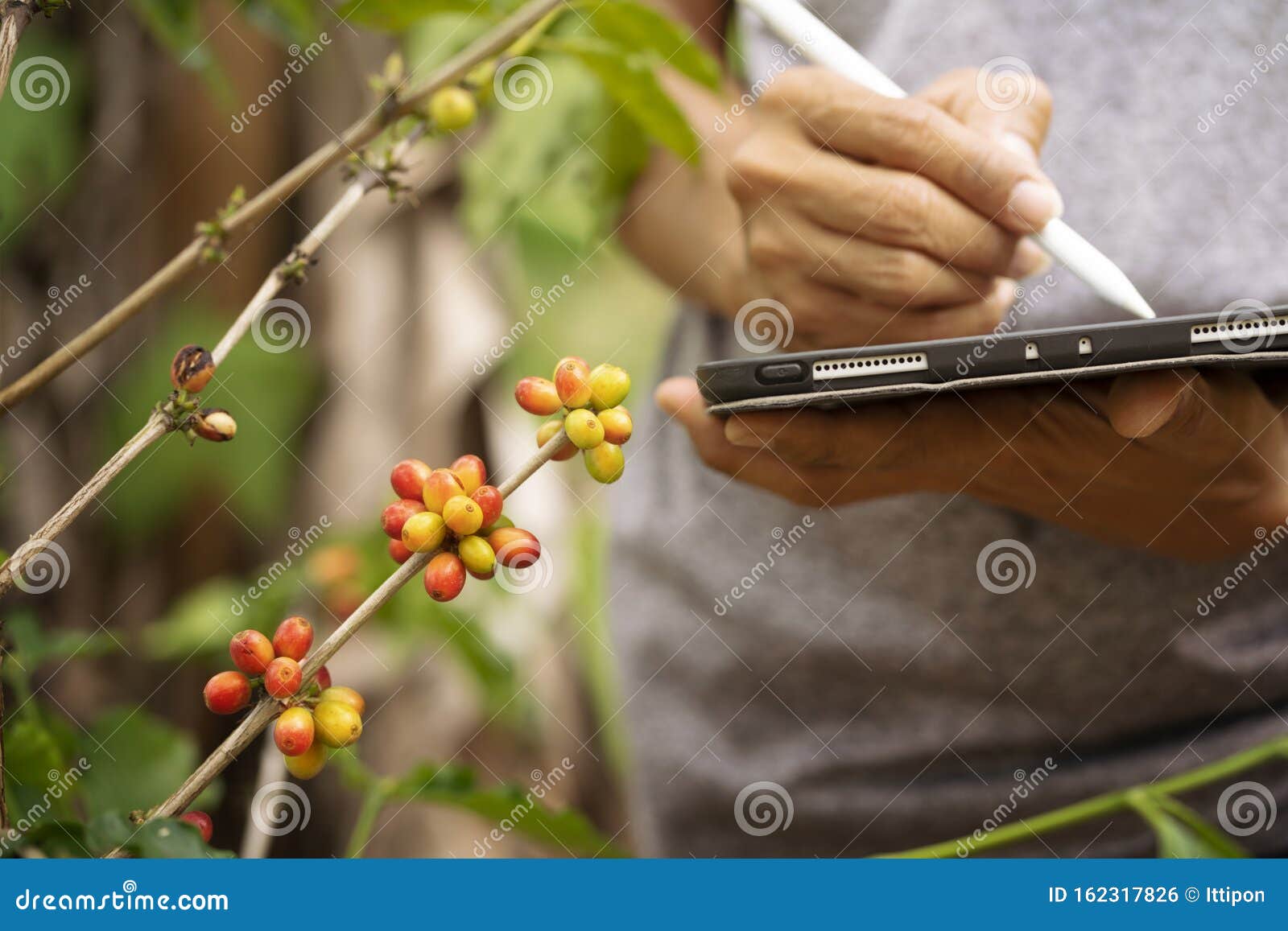 gardener inspector quality control arabica coffee by using tablet
