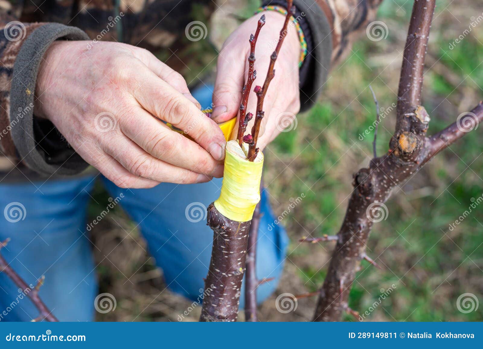 The Gardener Makes the Grafting of a Fruit Tree by the Splitting Method. a Man Wraps the