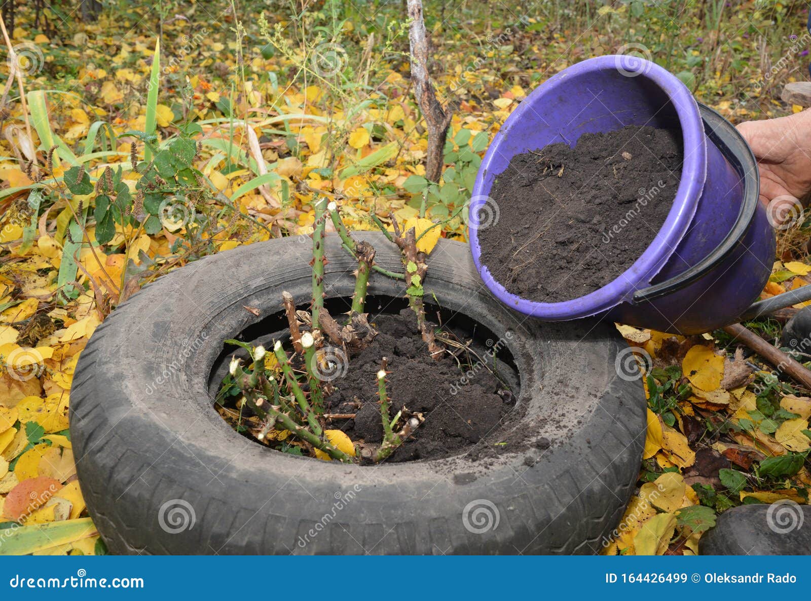 gardener making shelter for roses winter protection with dirt and car tire. insulate roses for winter