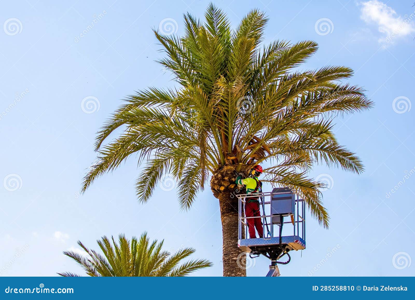 A Gardener in Overalls and a Helmet at Altitude is Pruning Palm Leave!s  Against the Blue Sky Stock Photo - Image of city, blue: 285258810
