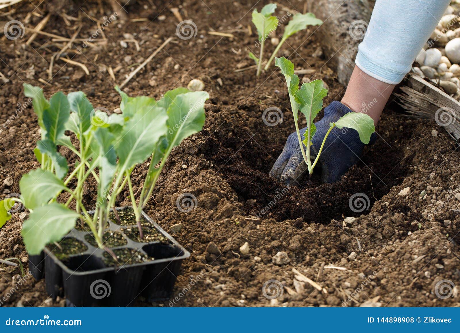 Gardener Planting Cauliflower Seedlings In Freshly Ploughed Garden