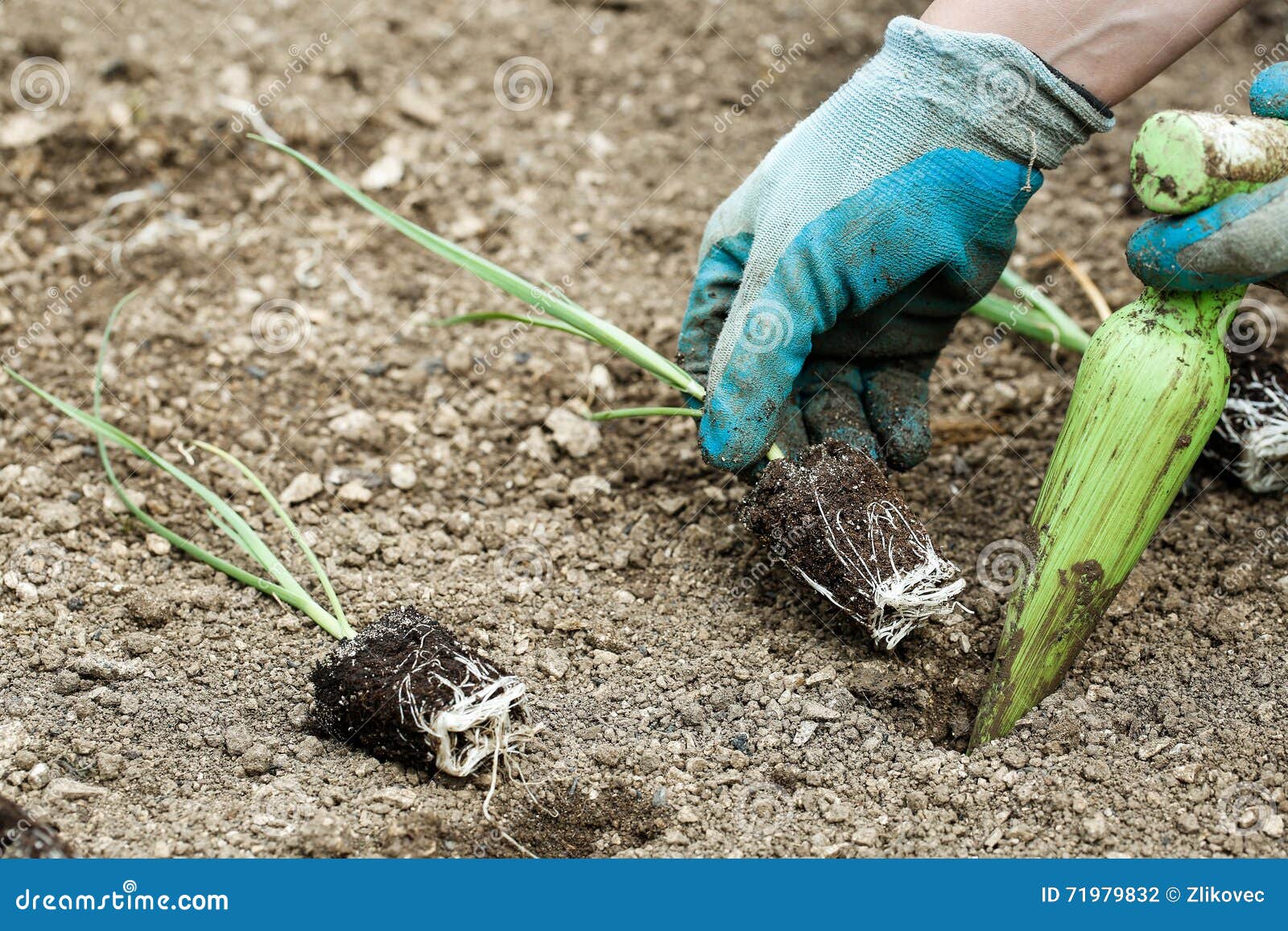 Gardener planting leek seedlings. Gardener planting, plowing the leek seedlings in freshly ploughed garden beds. Organic gardening, healthy food, nutrition and diet, self-supply and housework concept.