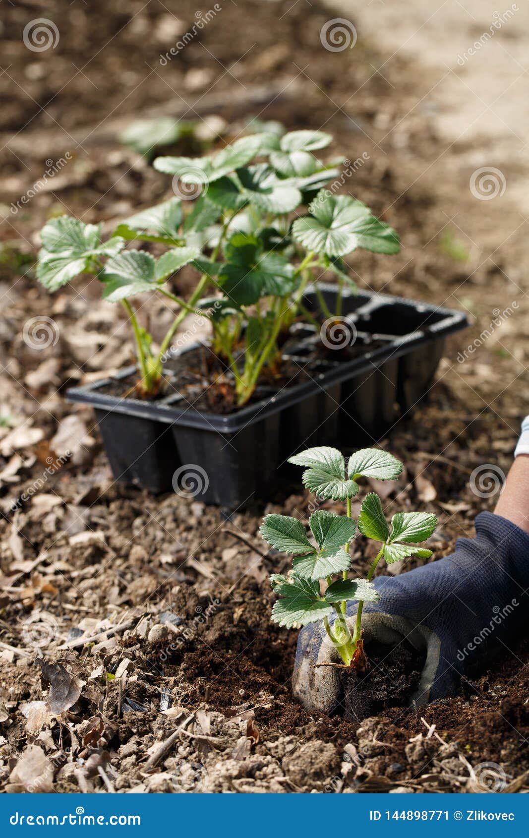 Gardener Planting Strawberry Seedlings In Freshly Ploughed Garden