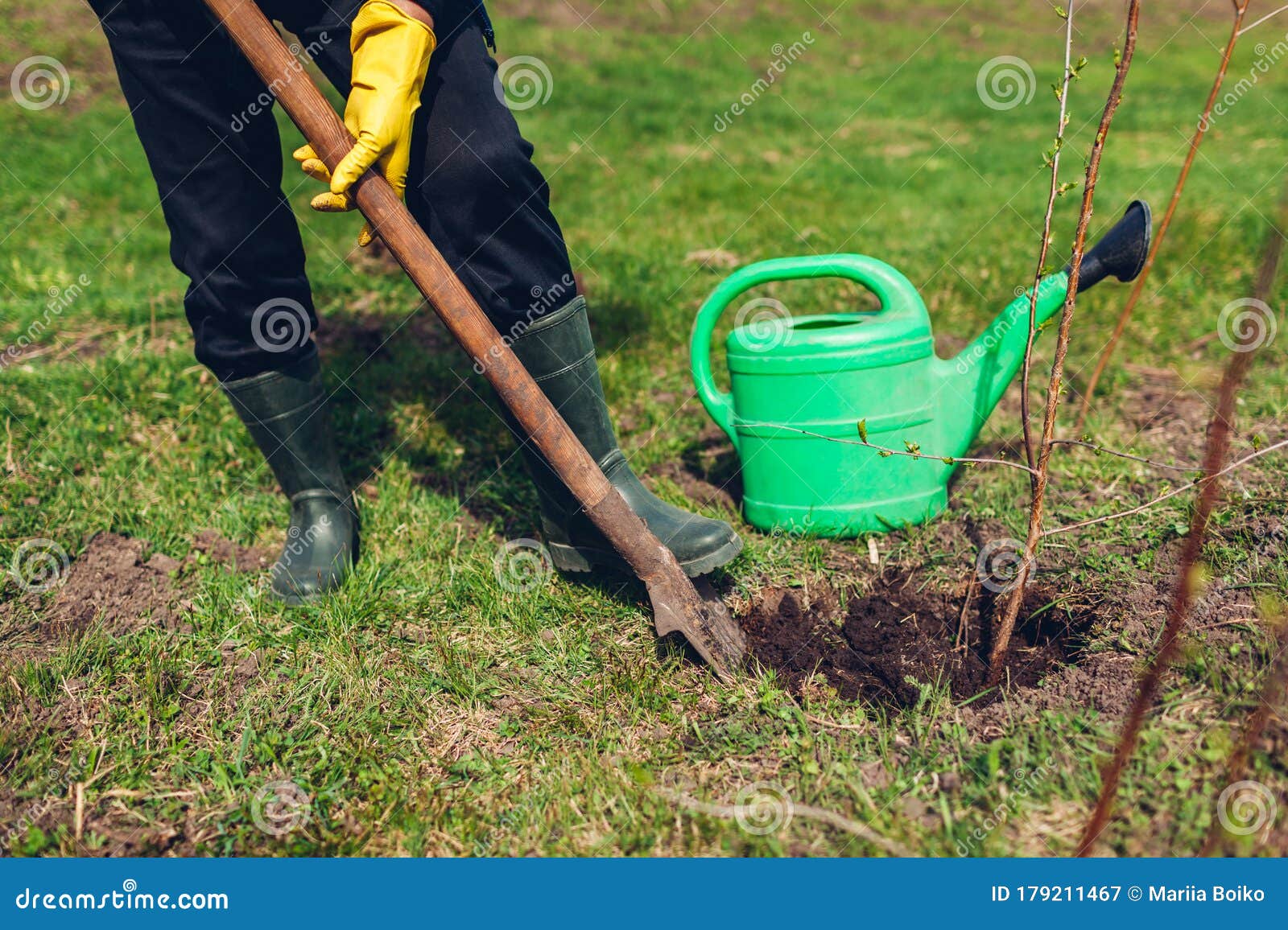 Gardener Planting Tree in Spring Garden Using Shovel. Farmer Working ...