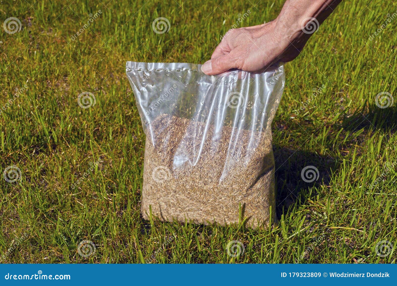 The Gardener Presents Grass Seeds in a Plastic Wrap. Spring Lawn